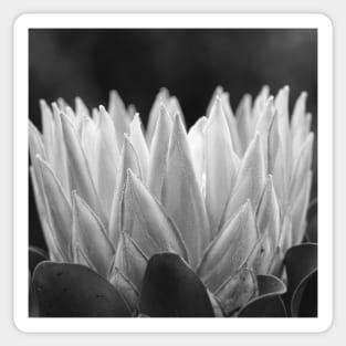 Monochrome Protea Flower - Hampton Style Sticker